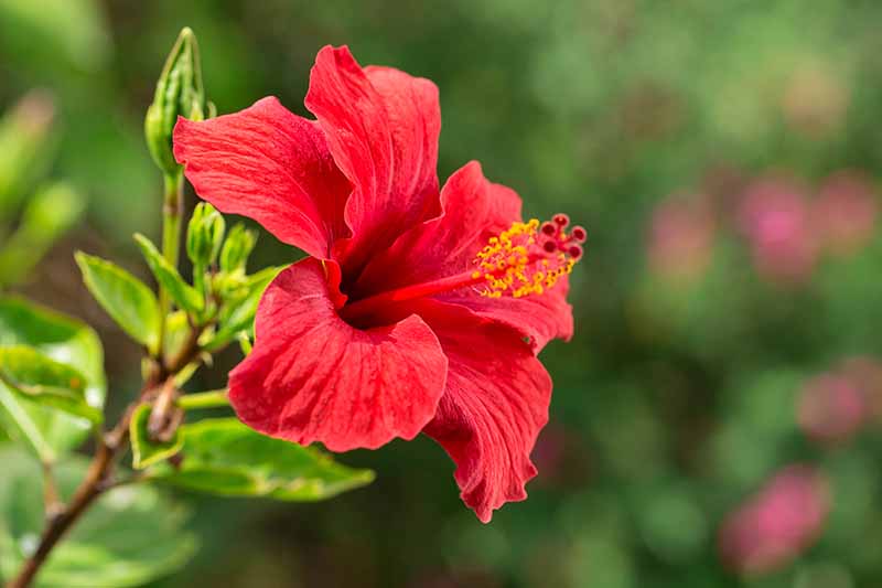 Why Should You Drink Hibiscus Tea? Heres Why.